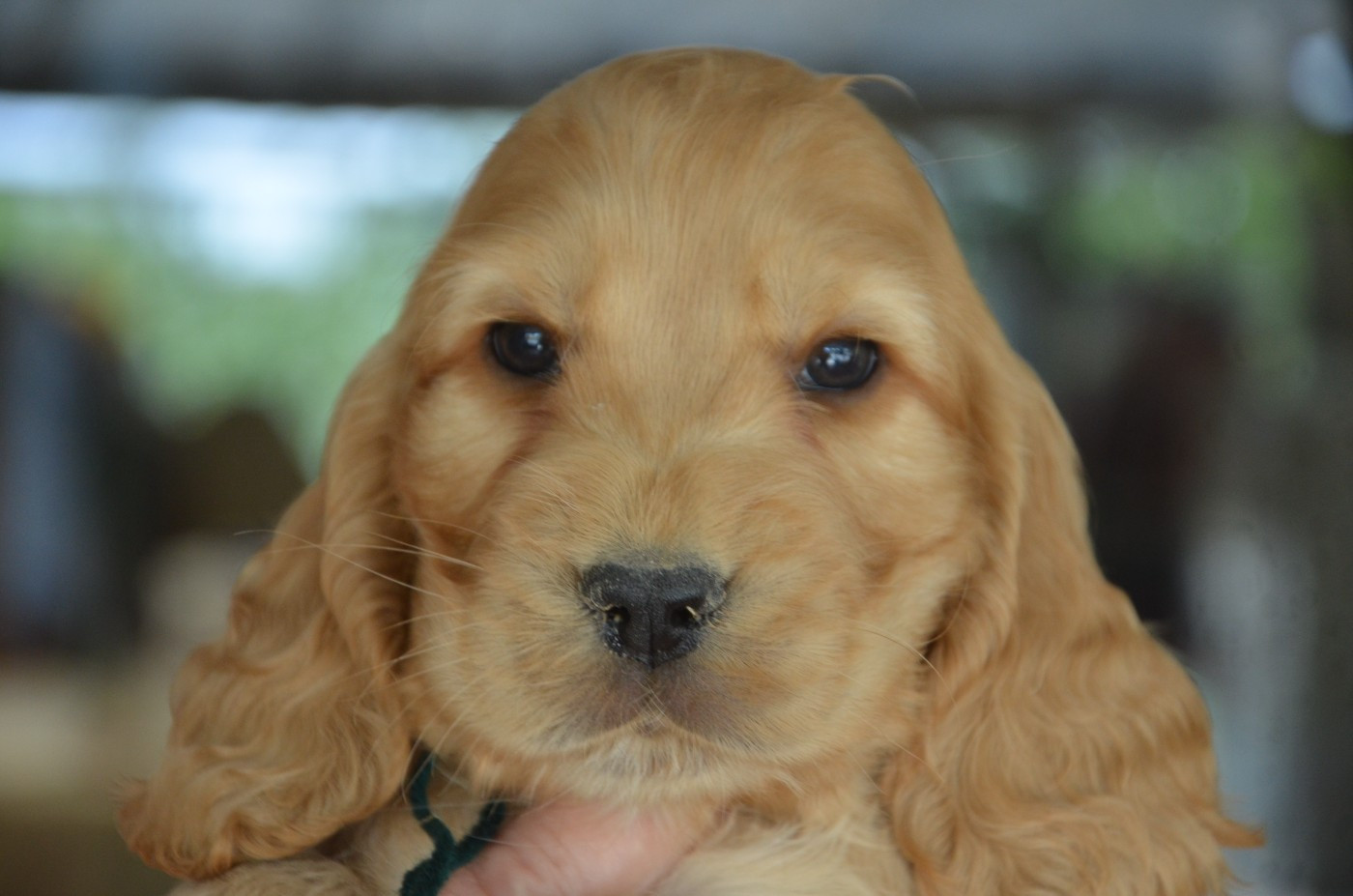 Chiot Cocker Spaniel Anglais du Rieu-Grand