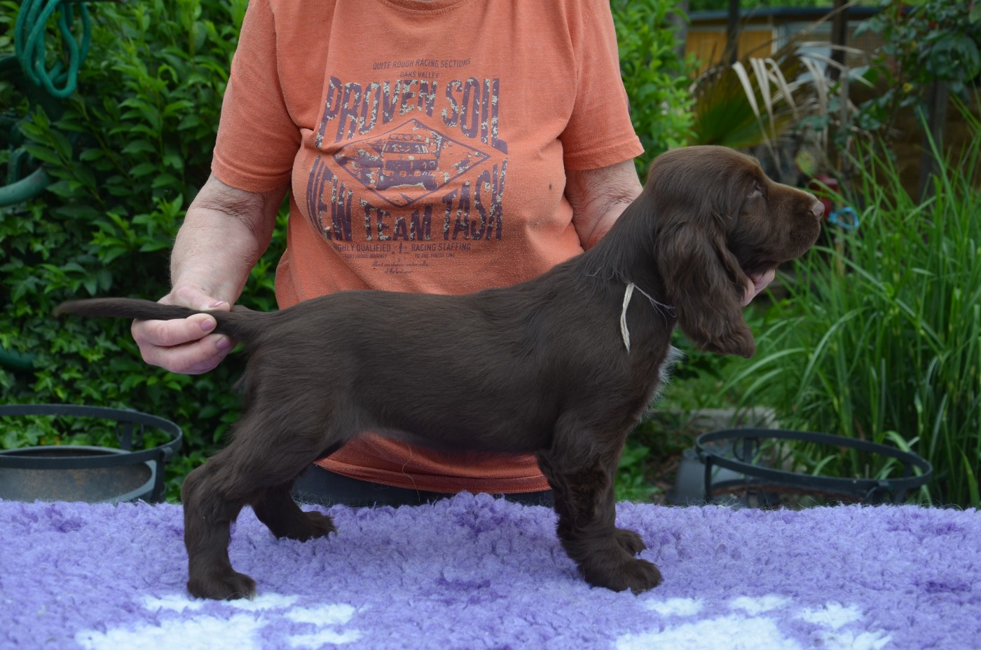 du Rieu-Grand - Chiots disponibles - Field Spaniel