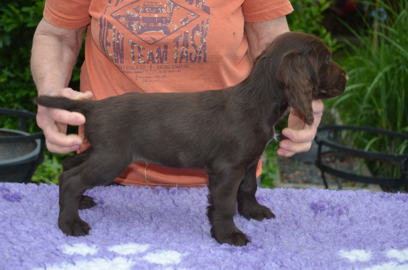 du Rieu-Grand - Chiots disponibles - Field Spaniel