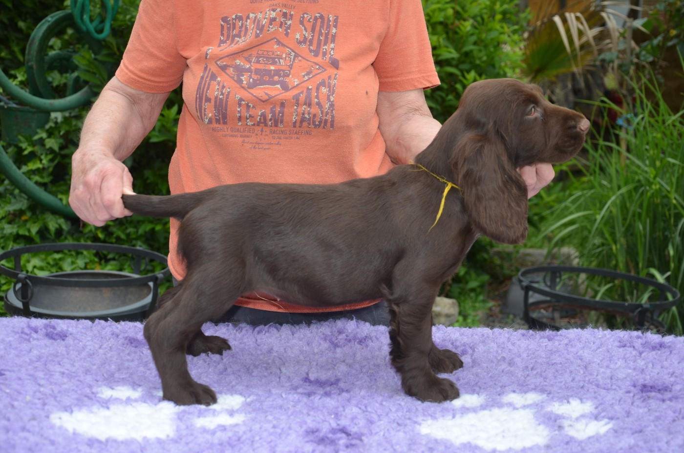 du Rieu-Grand - Chiots disponibles - Field Spaniel