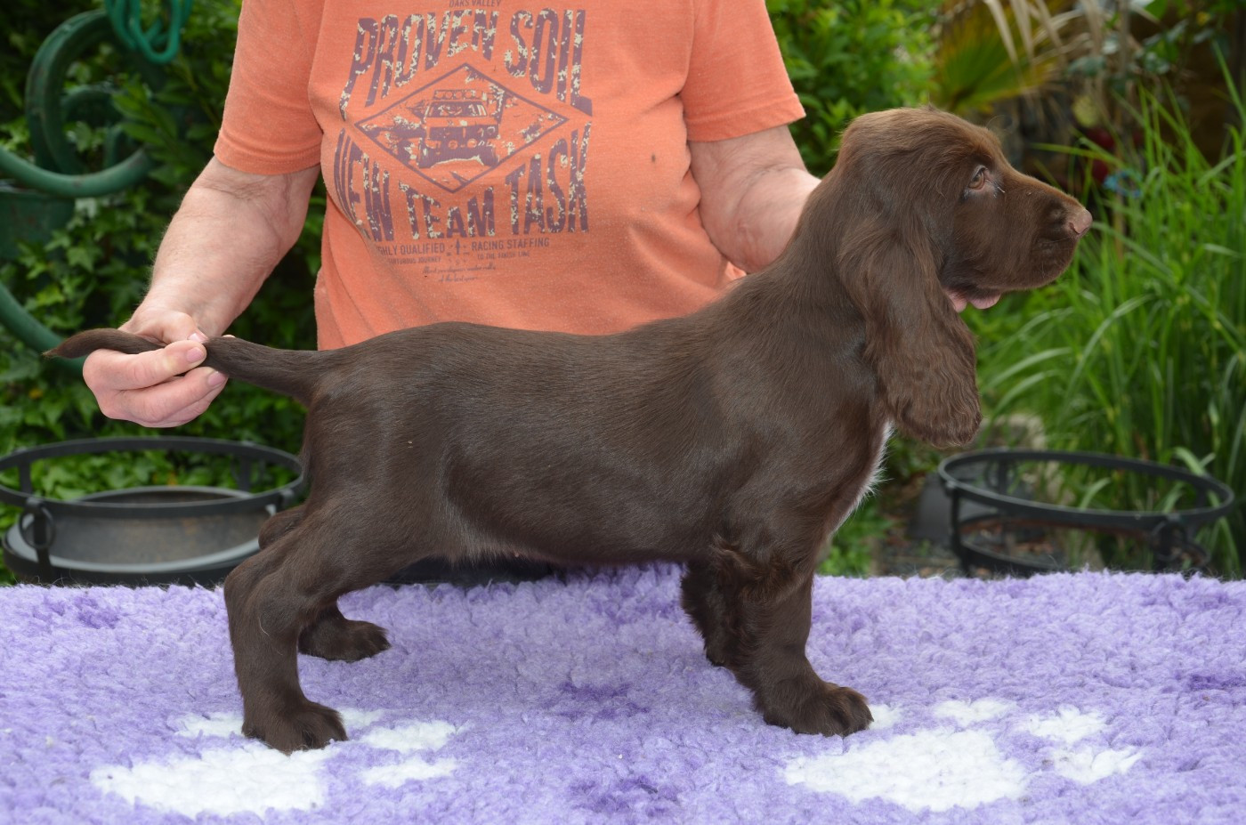 du Rieu-Grand - Chiots disponibles - Field Spaniel