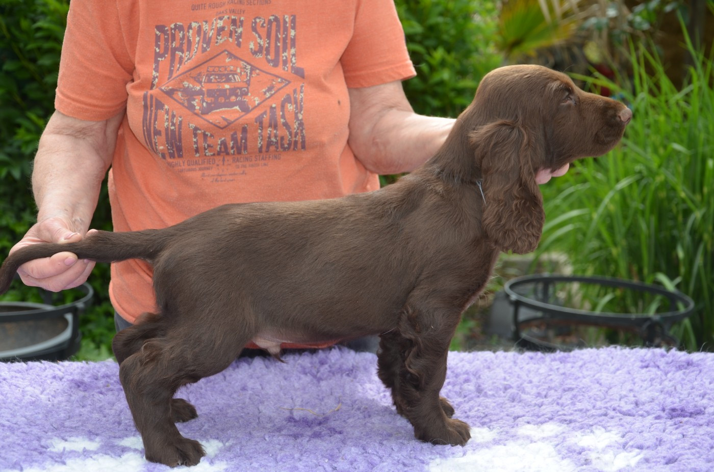 du Rieu-Grand - Chiots disponibles - Field Spaniel