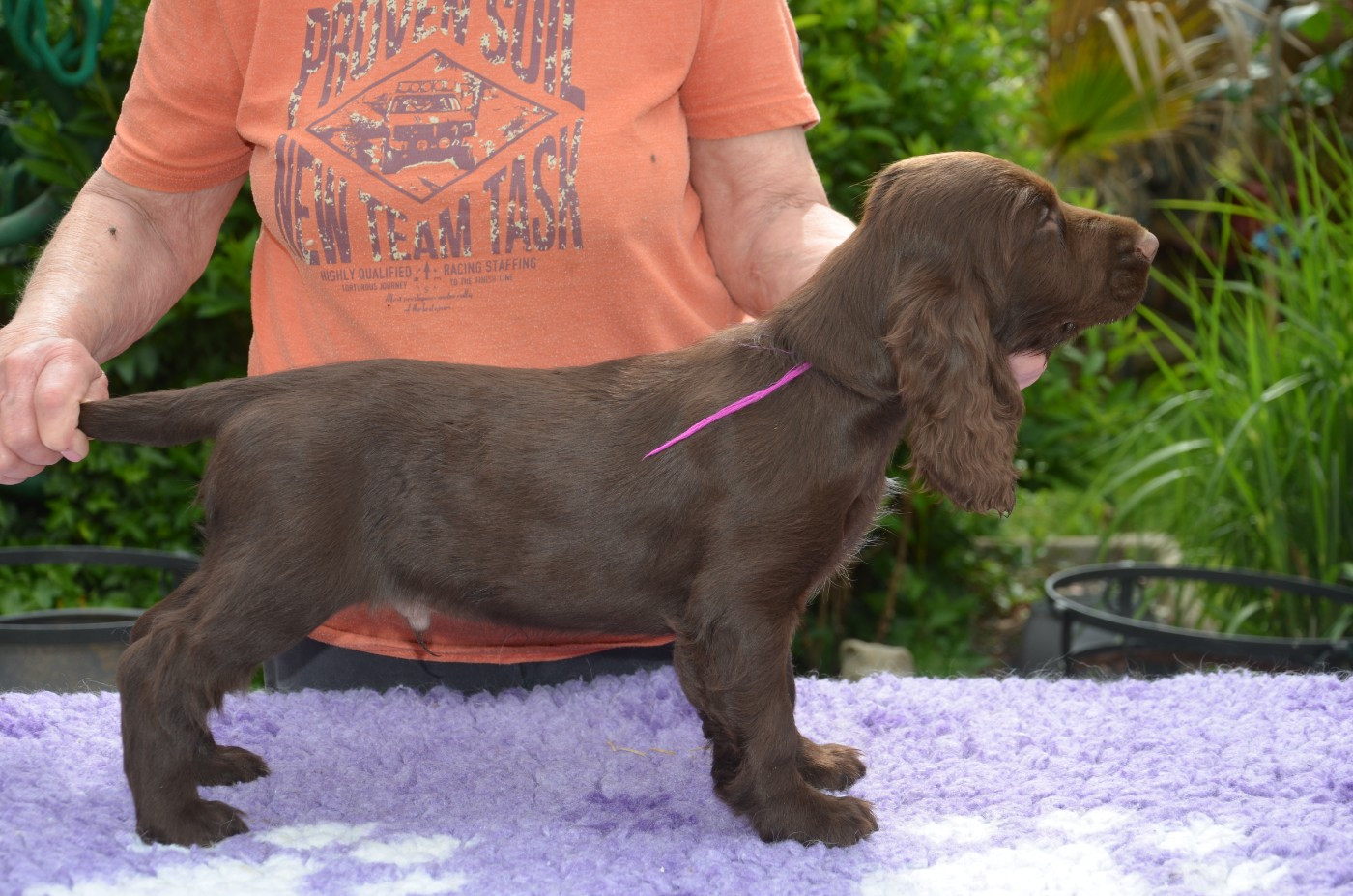 du Rieu-Grand - Chiots disponibles - Field Spaniel