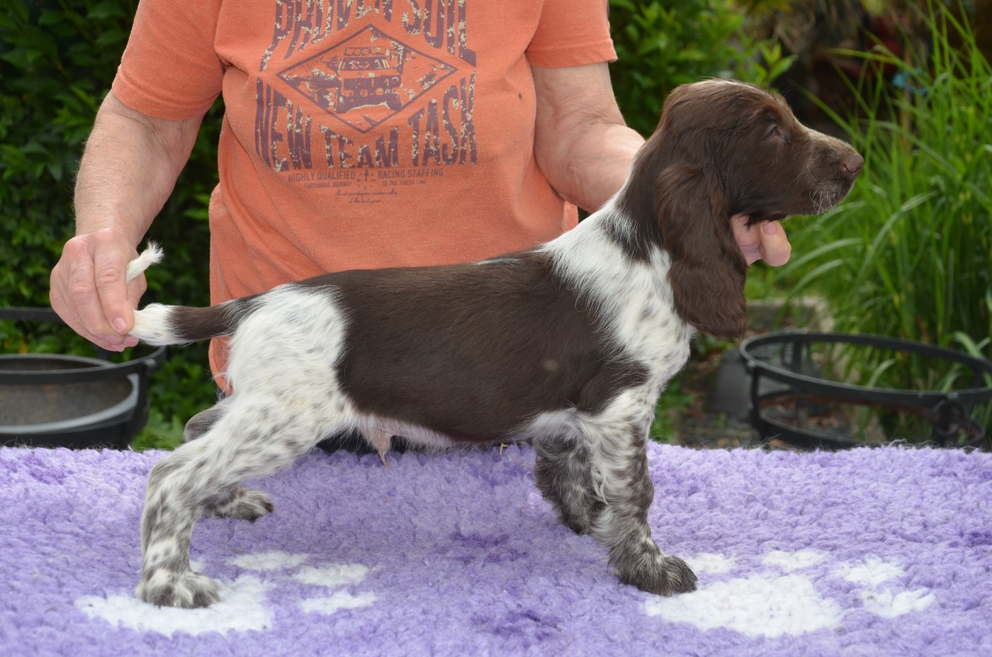 du Rieu-Grand - Chiots disponibles - Field Spaniel