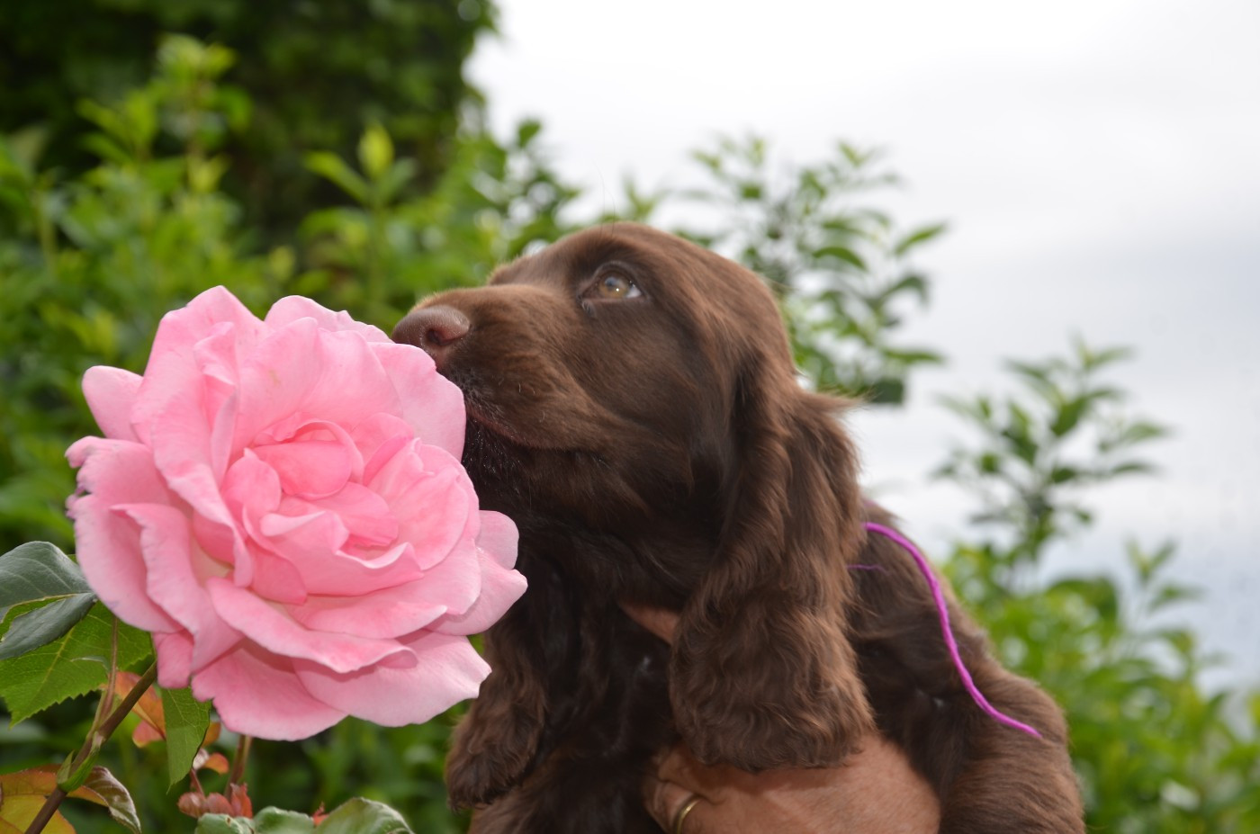 du Rieu-Grand - Field Spaniel - Portée née le 26/02/2026
