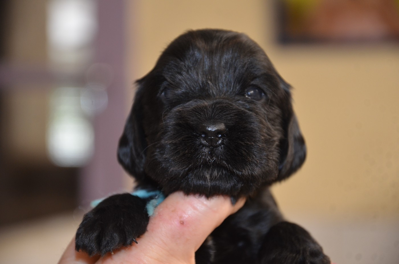 du Rieu-Grand - Chiots disponibles - Cocker Spaniel Anglais