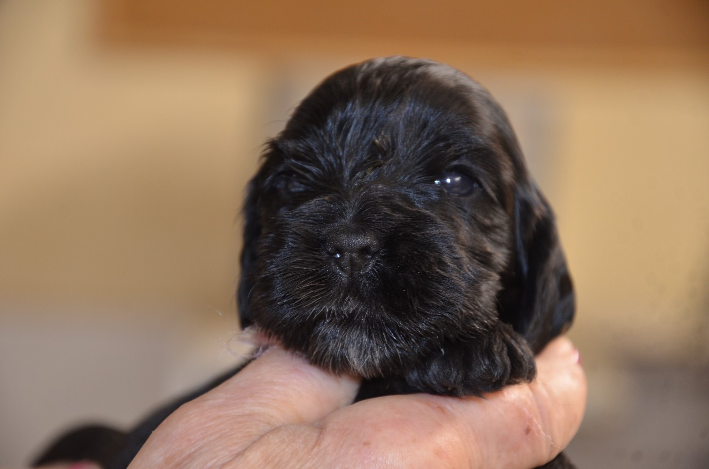 du Rieu-Grand - Chiots disponibles - Cocker Spaniel Anglais