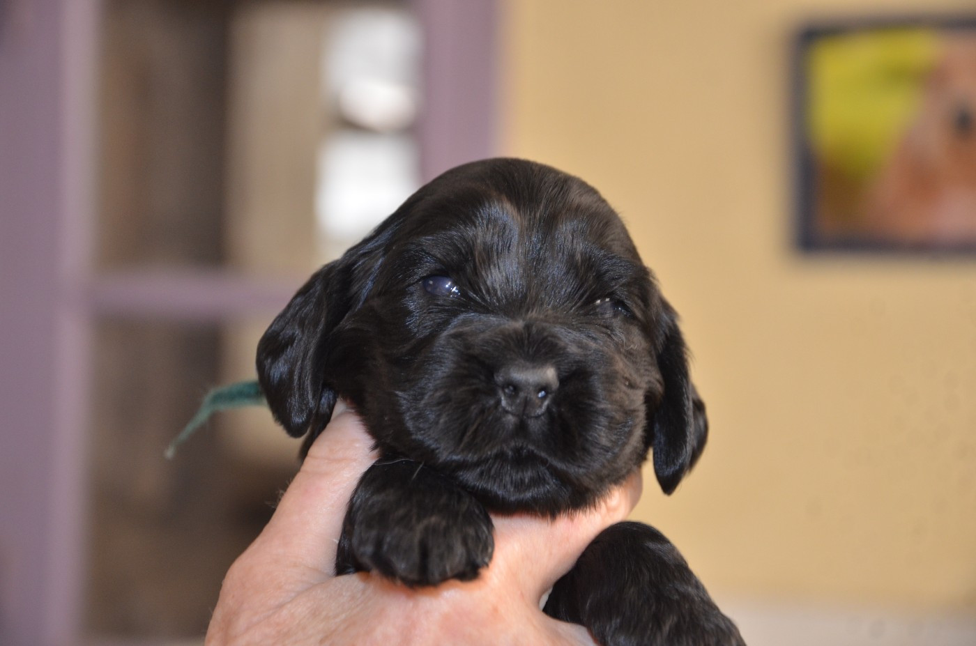 du Rieu-Grand - Chiots disponibles - Cocker Spaniel Anglais