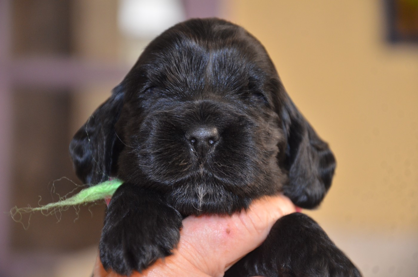 du Rieu-Grand - Chiots disponibles - Cocker Spaniel Anglais