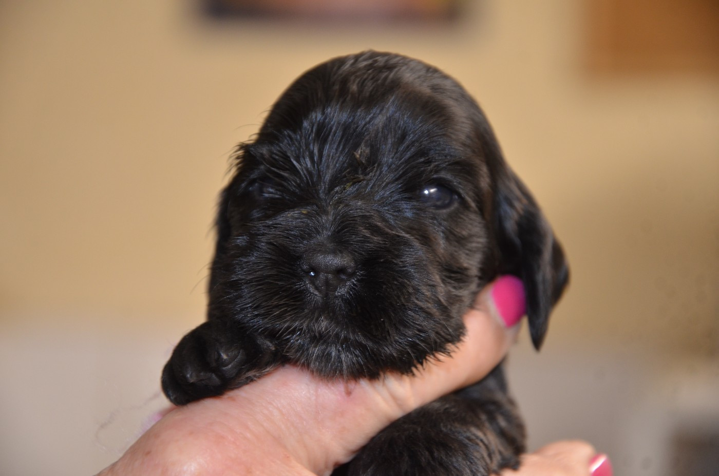 du Rieu-Grand - Chiots disponibles - Cocker Spaniel Anglais