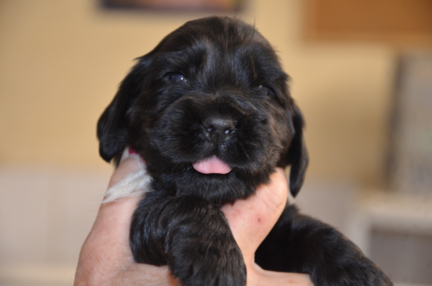du Rieu-Grand - Chiots disponibles - Cocker Spaniel Anglais