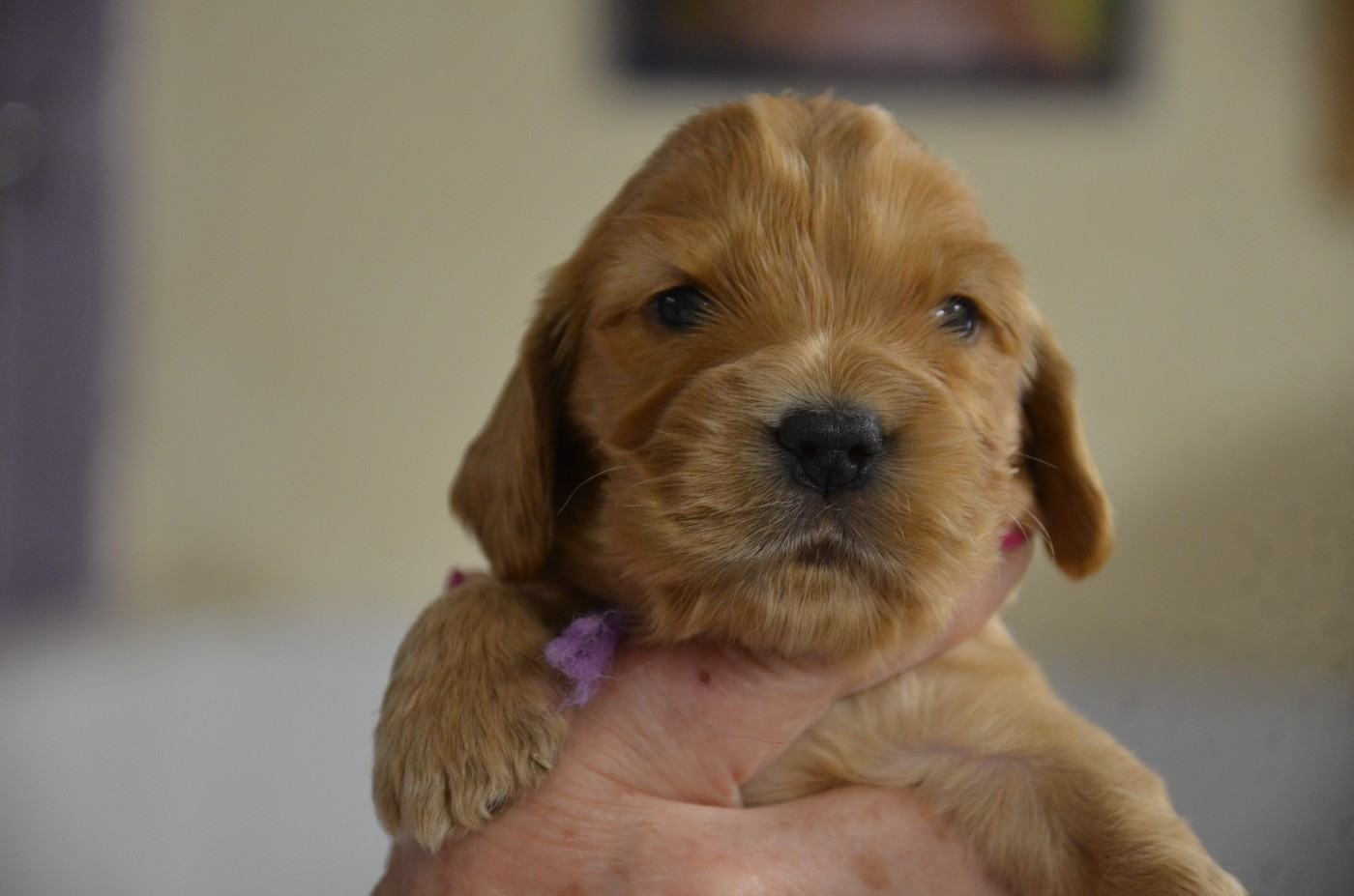 du Rieu-Grand - Chiots disponibles - Cocker Spaniel Anglais