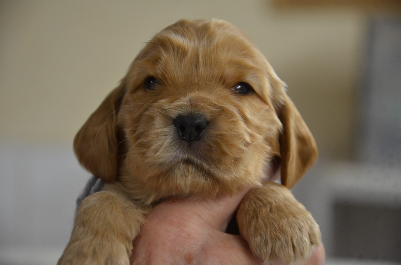 du Rieu-Grand - Chiots disponibles - Cocker Spaniel Anglais