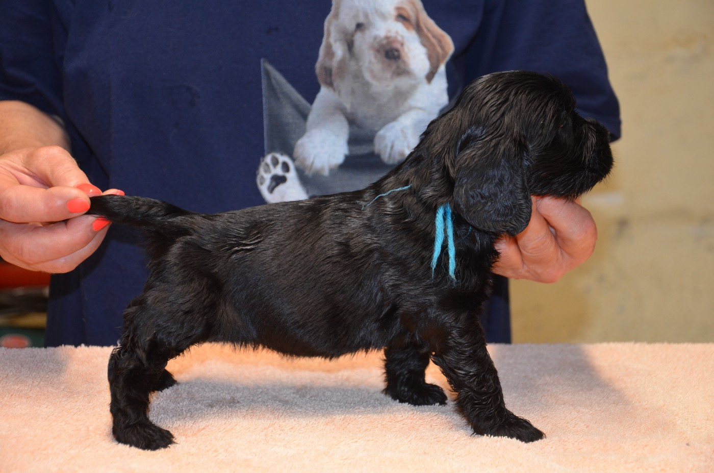 du Rieu-Grand - Chiots disponibles - Cocker Spaniel Anglais