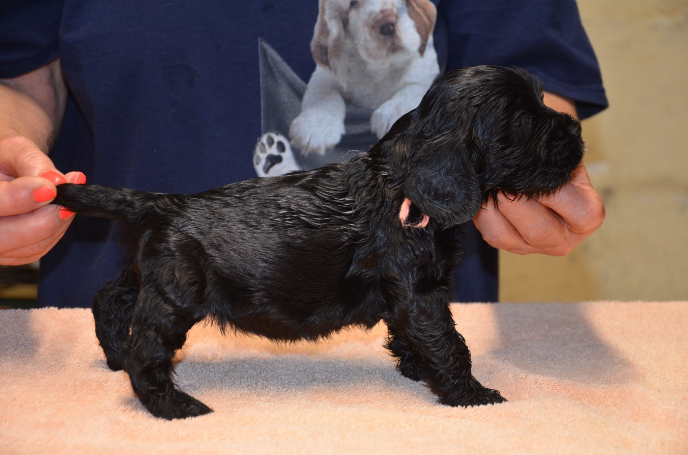 du Rieu-Grand - Chiots disponibles - Cocker Spaniel Anglais
