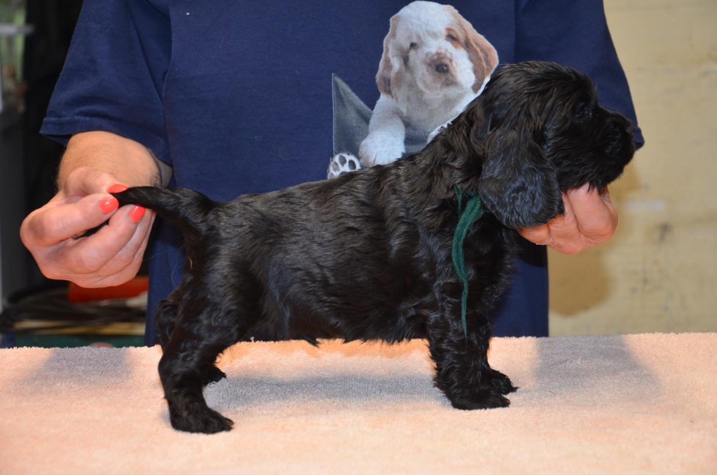 du Rieu-Grand - Chiots disponibles - Cocker Spaniel Anglais