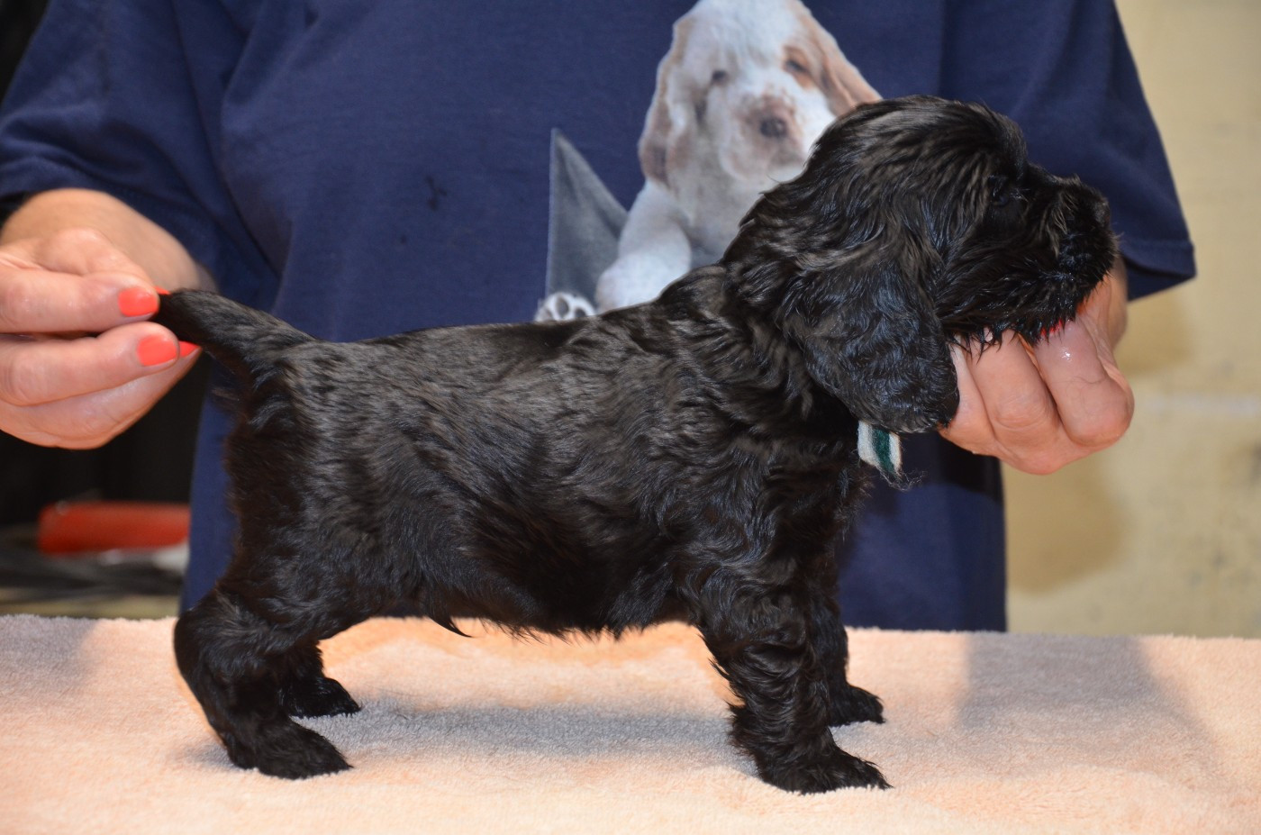 du Rieu-Grand - Chiots disponibles - Cocker Spaniel Anglais