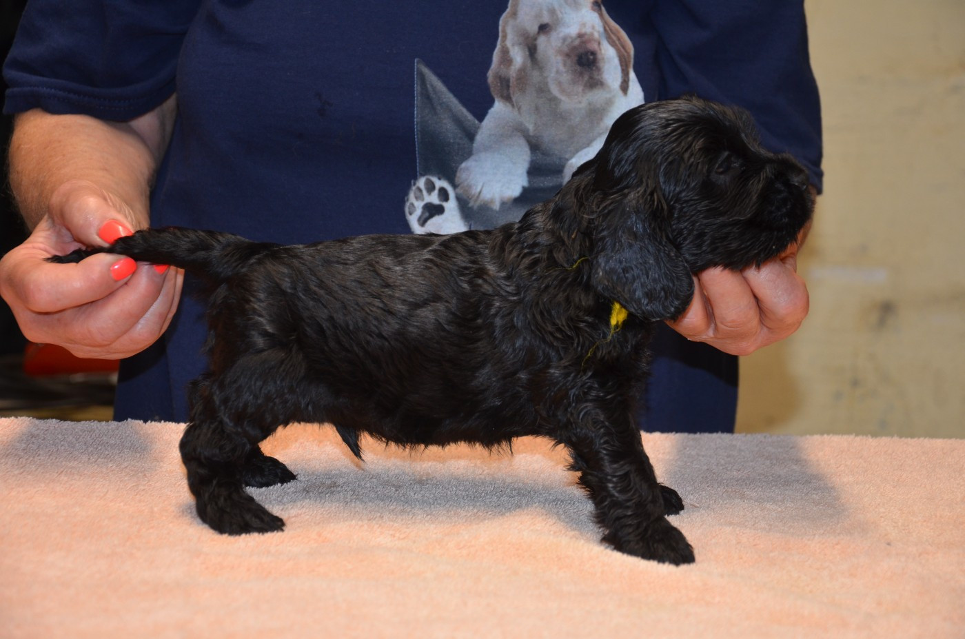 du Rieu-Grand - Chiots disponibles - Cocker Spaniel Anglais