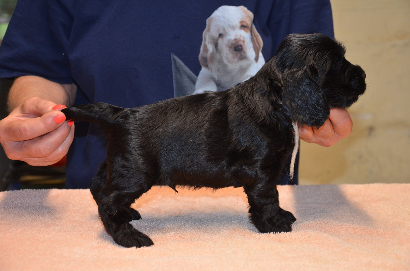 du Rieu-Grand - Chiots disponibles - Cocker Spaniel Anglais