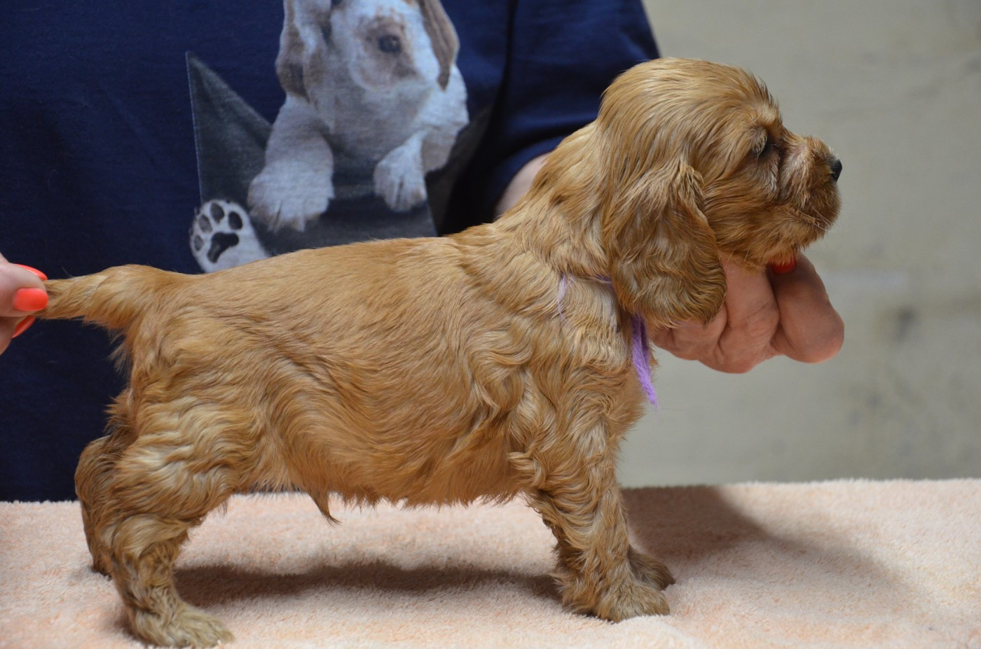 du Rieu-Grand - Chiots disponibles - Cocker Spaniel Anglais