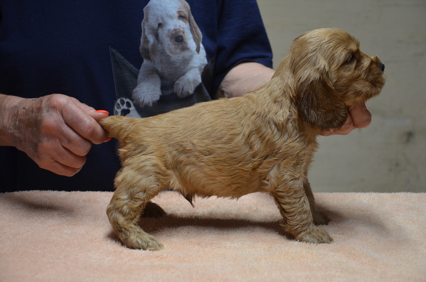 du Rieu-Grand - Chiots disponibles - Cocker Spaniel Anglais