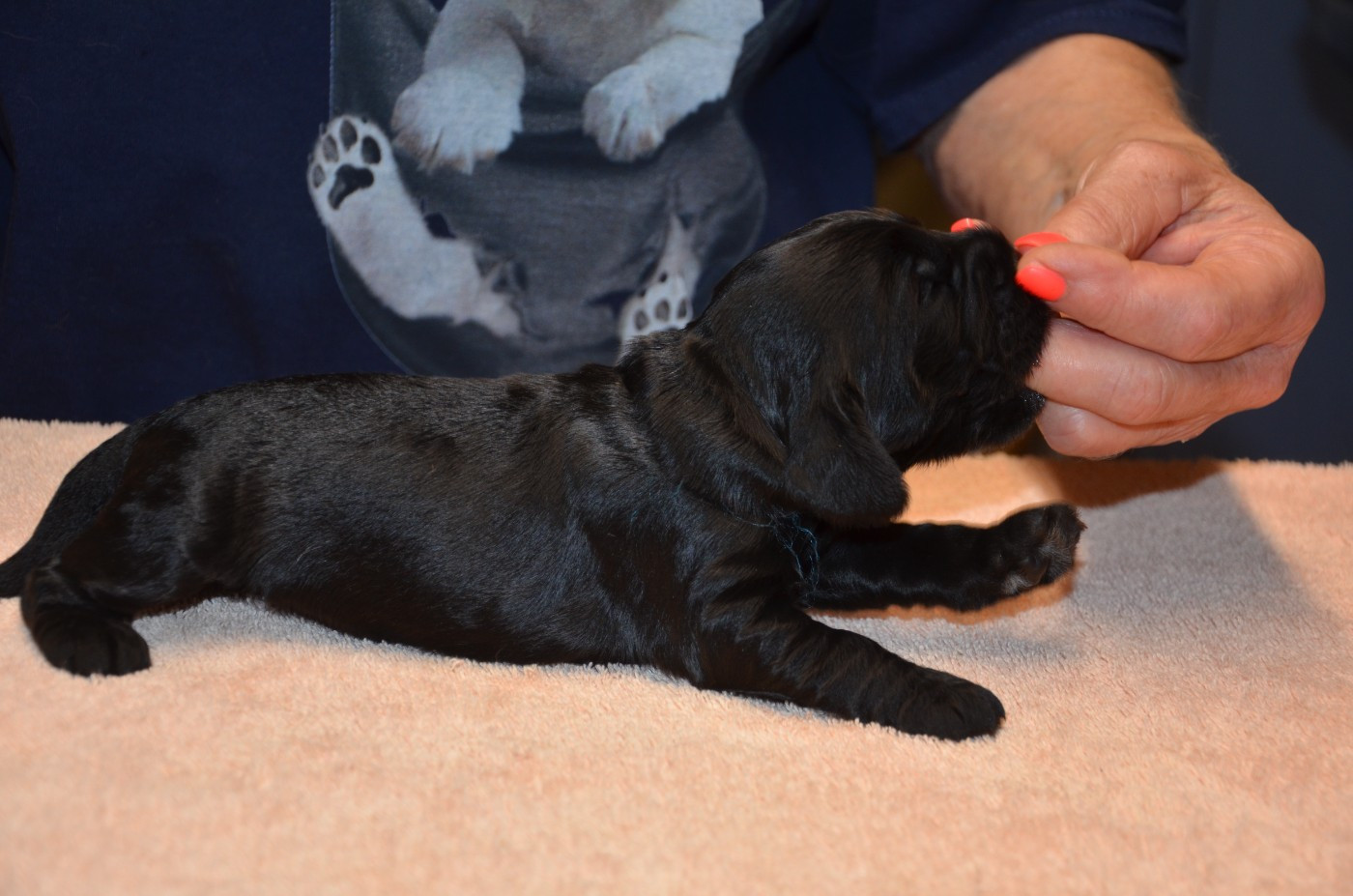 du Rieu-Grand - Chiots disponibles - Cocker Spaniel Anglais