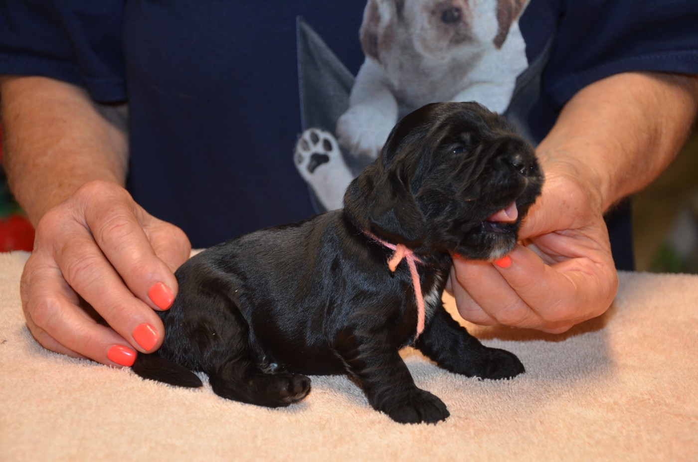 du Rieu-Grand - Chiots disponibles - Cocker Spaniel Anglais