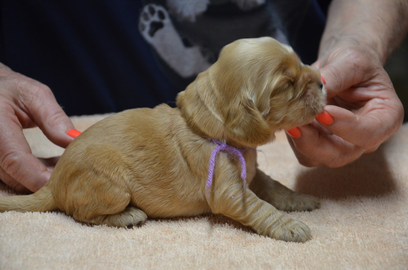 du Rieu-Grand - Chiots disponibles - Cocker Spaniel Anglais
