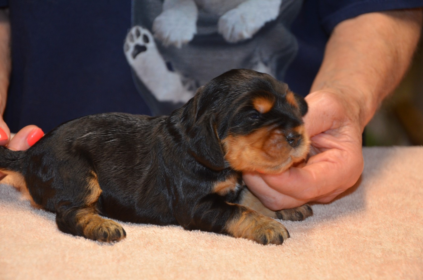du Rieu-Grand - Chiots disponibles - Cocker Spaniel Anglais