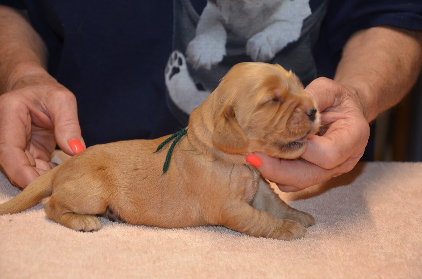du Rieu-Grand - Chiots disponibles - Cocker Spaniel Anglais