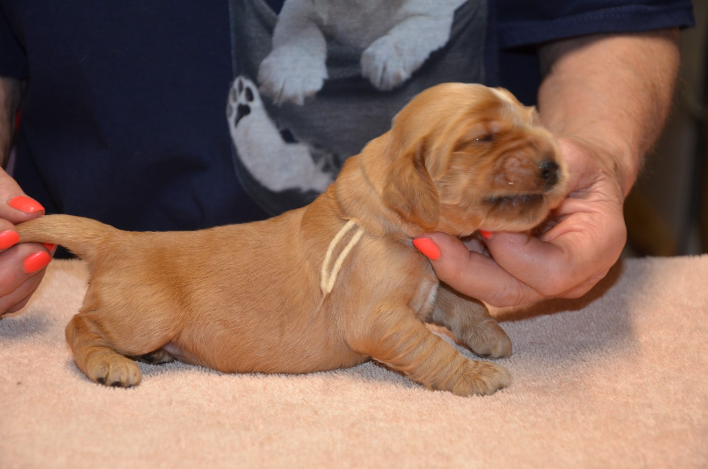 du Rieu-Grand - Chiots disponibles - Cocker Spaniel Anglais
