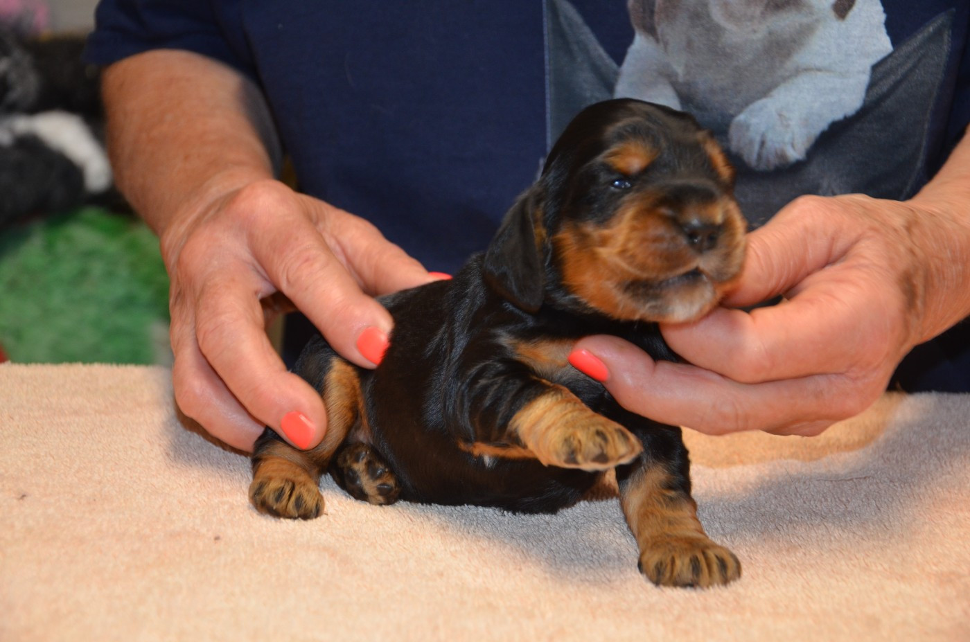 du Rieu-Grand - Chiots disponibles - Cocker Spaniel Anglais