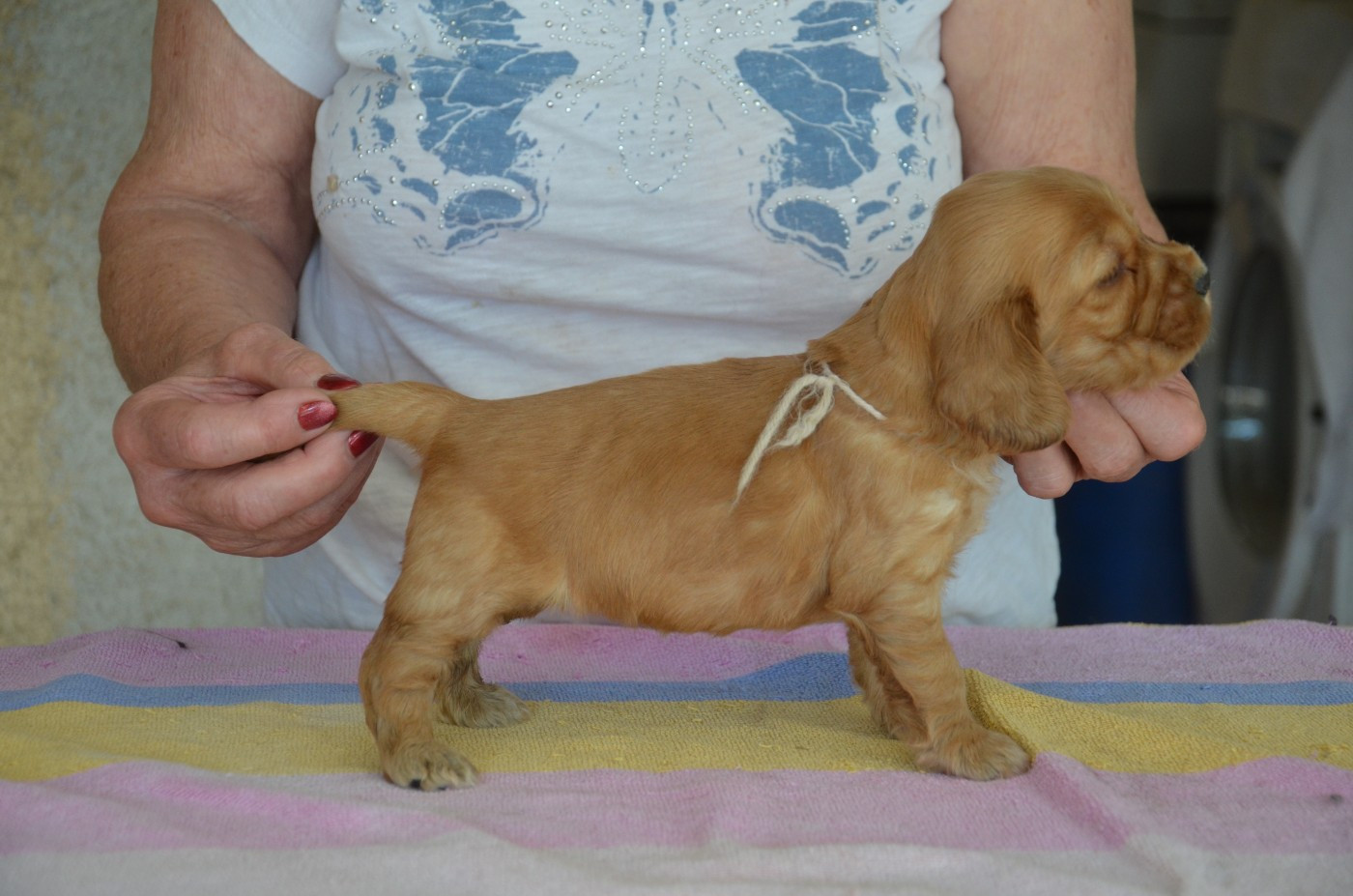 du Rieu-Grand - Chiots disponibles - Cocker Spaniel Anglais