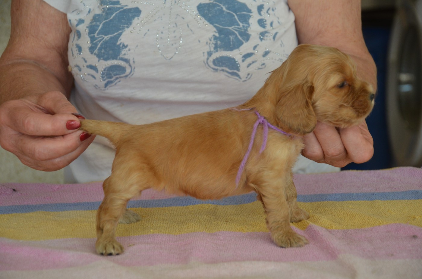 du Rieu-Grand - Chiots disponibles - Cocker Spaniel Anglais