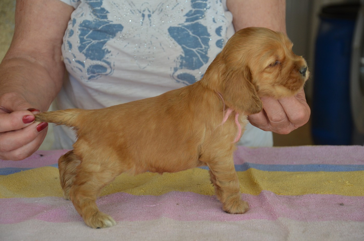 du Rieu-Grand - Chiots disponibles - Cocker Spaniel Anglais