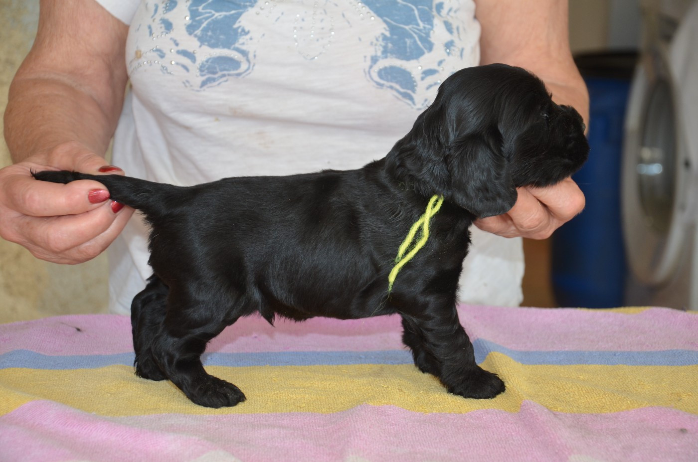 du Rieu-Grand - Chiots disponibles - Cocker Spaniel Anglais