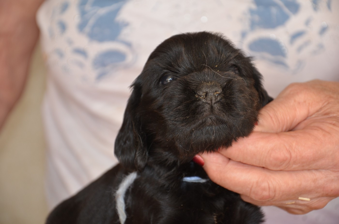 du Rieu-Grand - Chiots disponibles - Cocker Spaniel Anglais