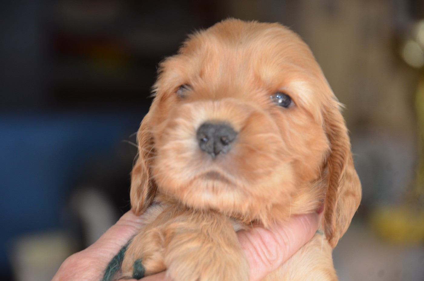 Chiot Cocker Spaniel Anglais du Rieu-Grand