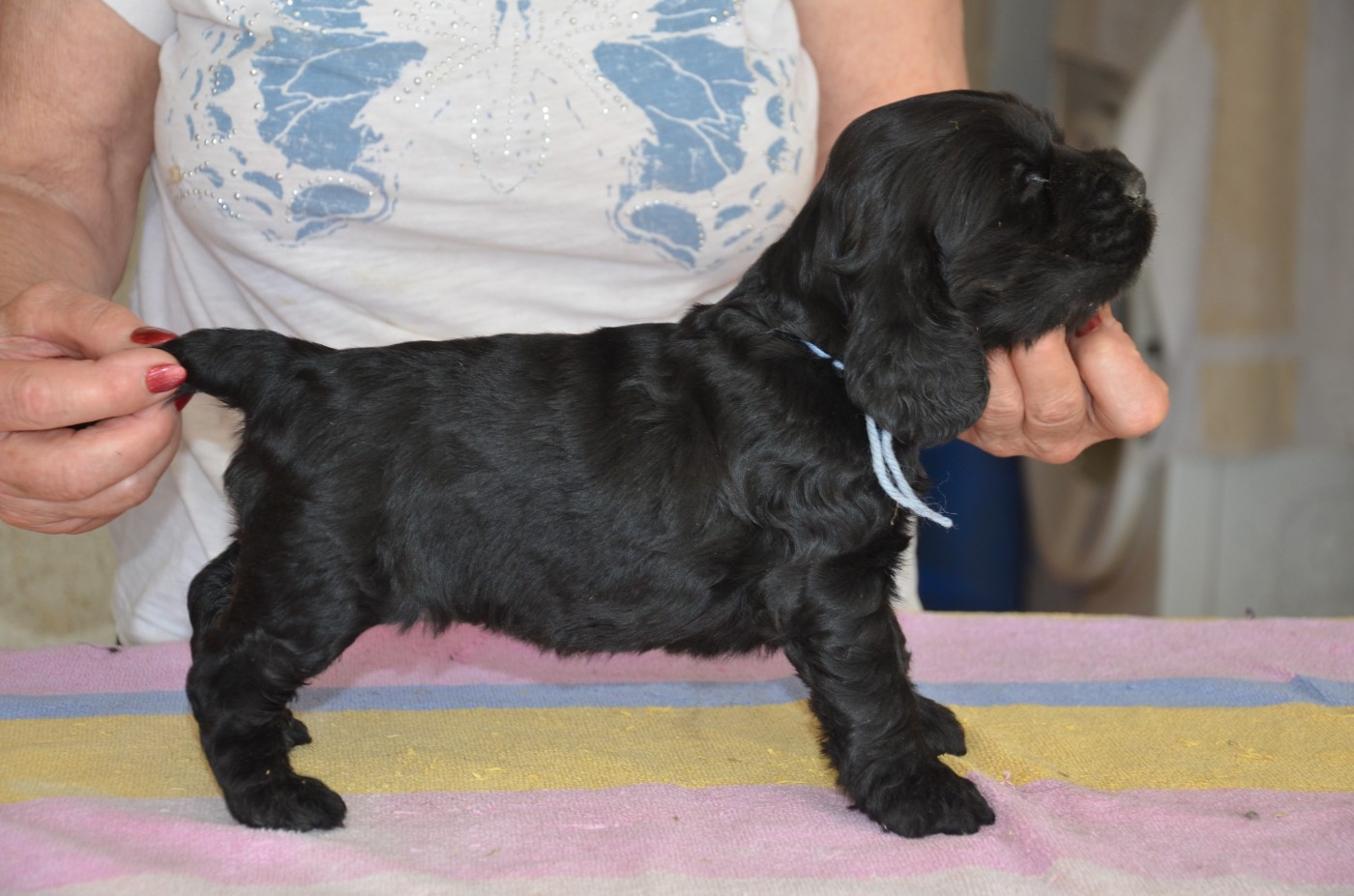 du Rieu-Grand - Chiots disponibles - Cocker Spaniel Anglais