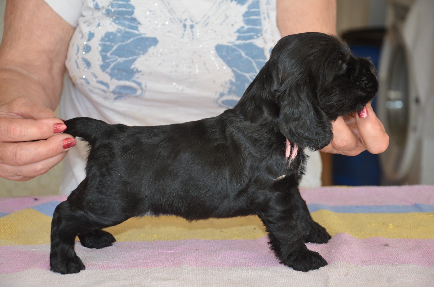 du Rieu-Grand - Chiots disponibles - Cocker Spaniel Anglais