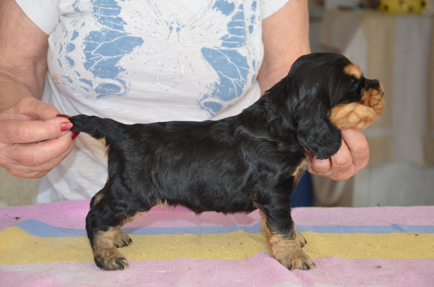 du Rieu-Grand - Chiots disponibles - Cocker Spaniel Anglais