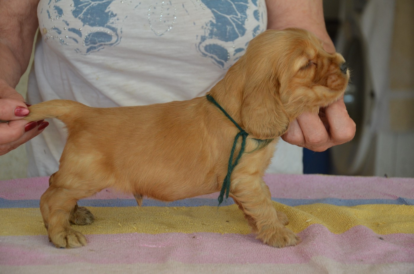 du Rieu-Grand - Chiots disponibles - Cocker Spaniel Anglais