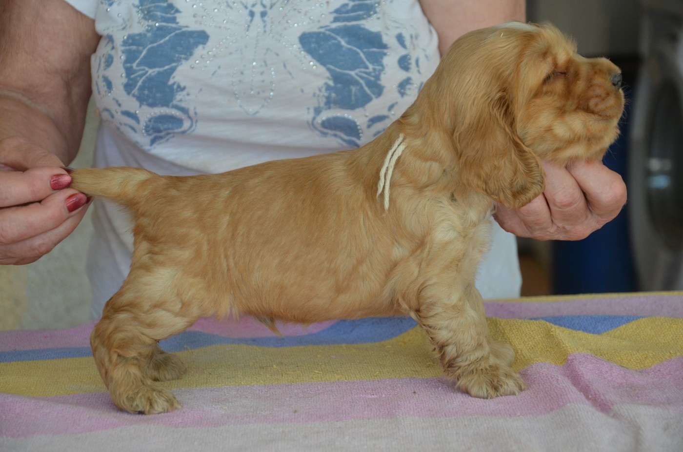 du Rieu-Grand - Chiots disponibles - Cocker Spaniel Anglais
