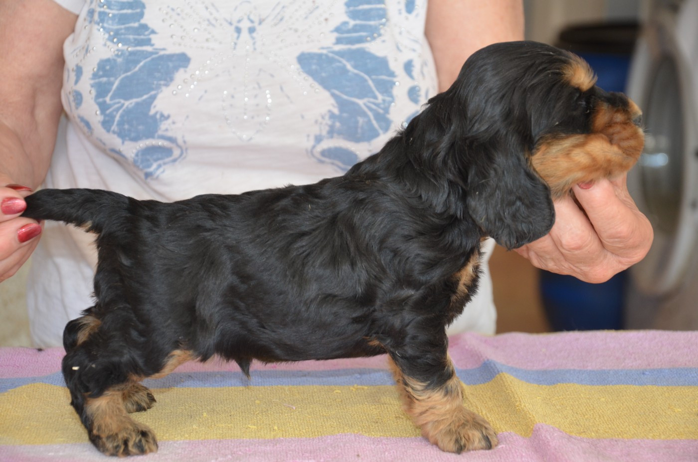 du Rieu-Grand - Chiots disponibles - Cocker Spaniel Anglais