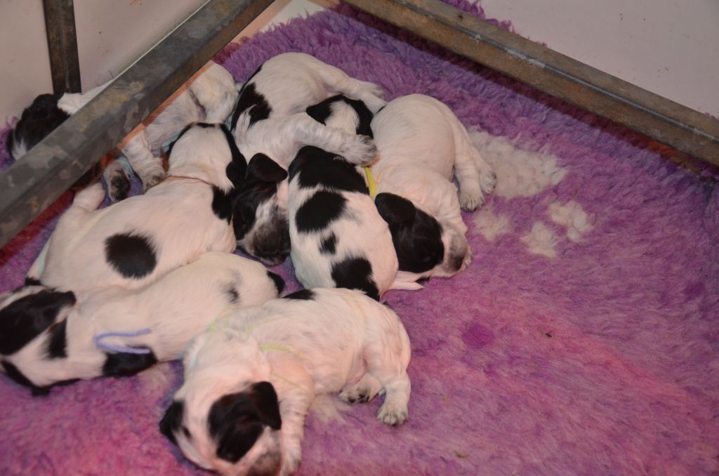 du Rieu-Grand - Chiots disponibles - Cocker Spaniel Anglais