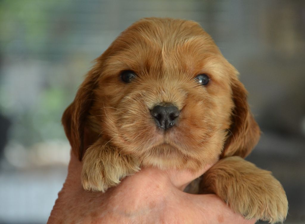 du Rieu-Grand - Chiots disponibles - Cocker Spaniel Anglais