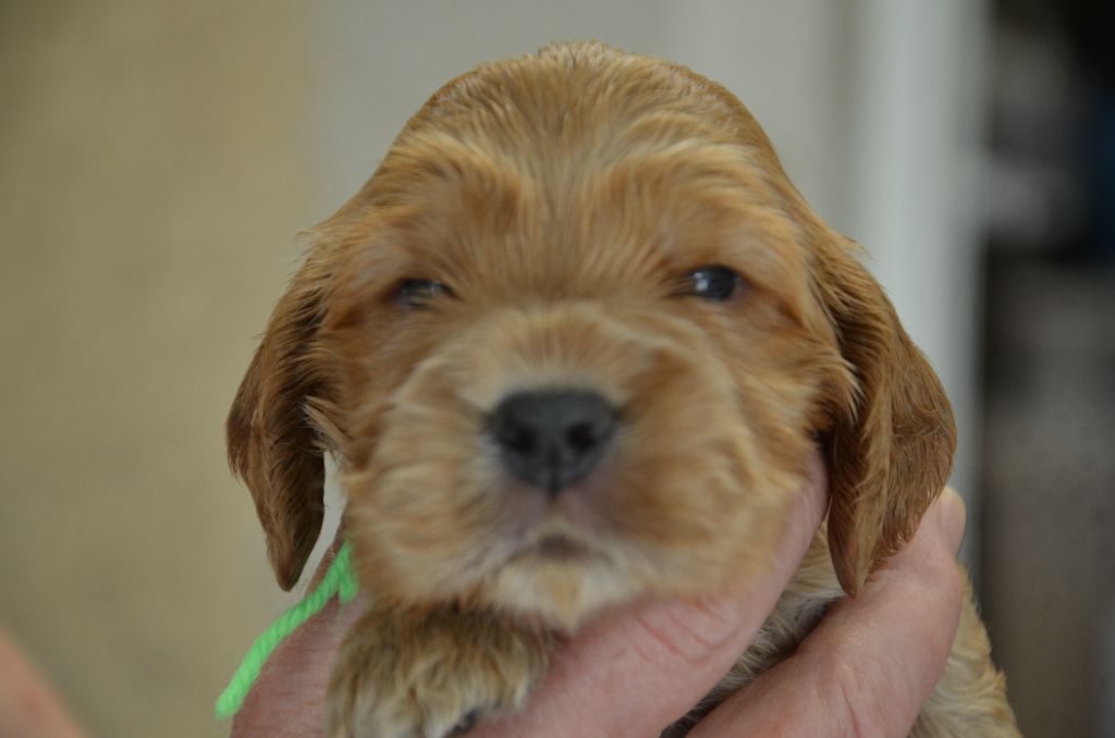 du Rieu-Grand - Chiots disponibles - Cocker Spaniel Anglais