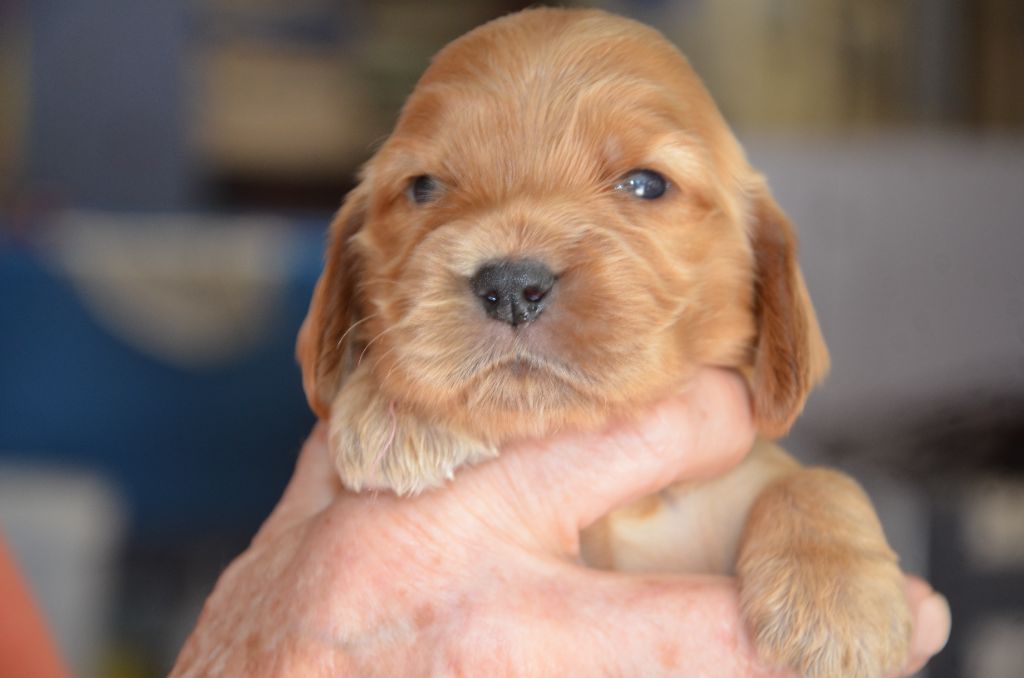 du Rieu-Grand - Chiots disponibles - Cocker Spaniel Anglais