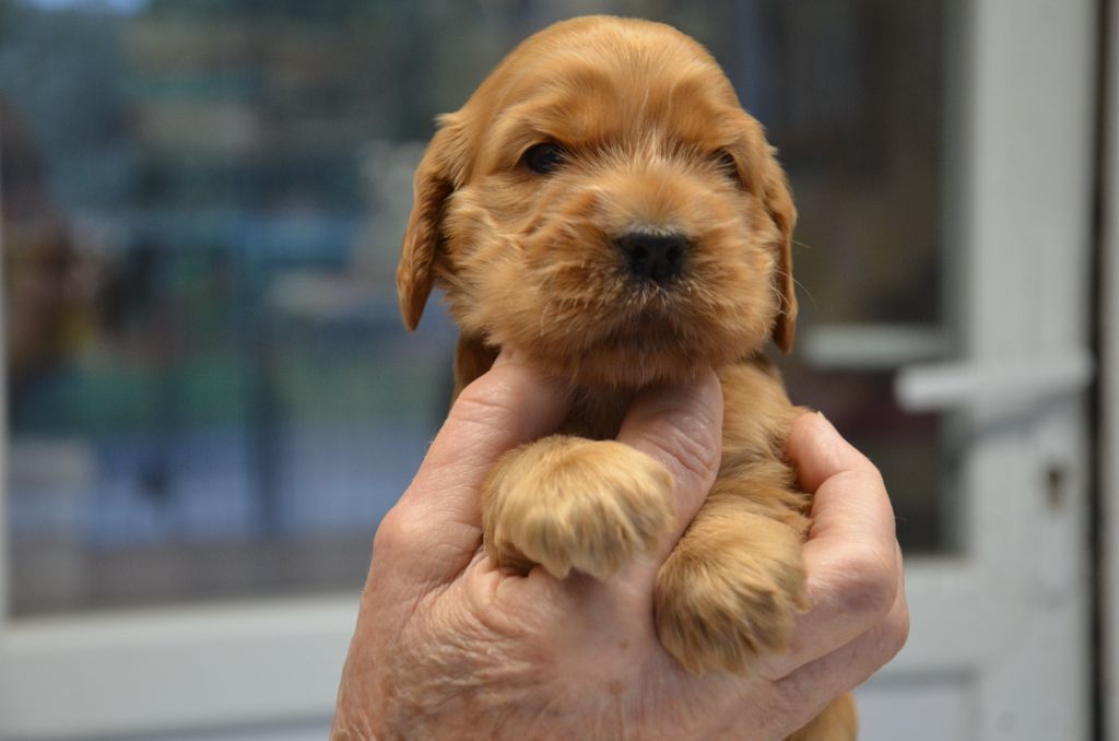 du Rieu-Grand - Chiots disponibles - Cocker Spaniel Anglais