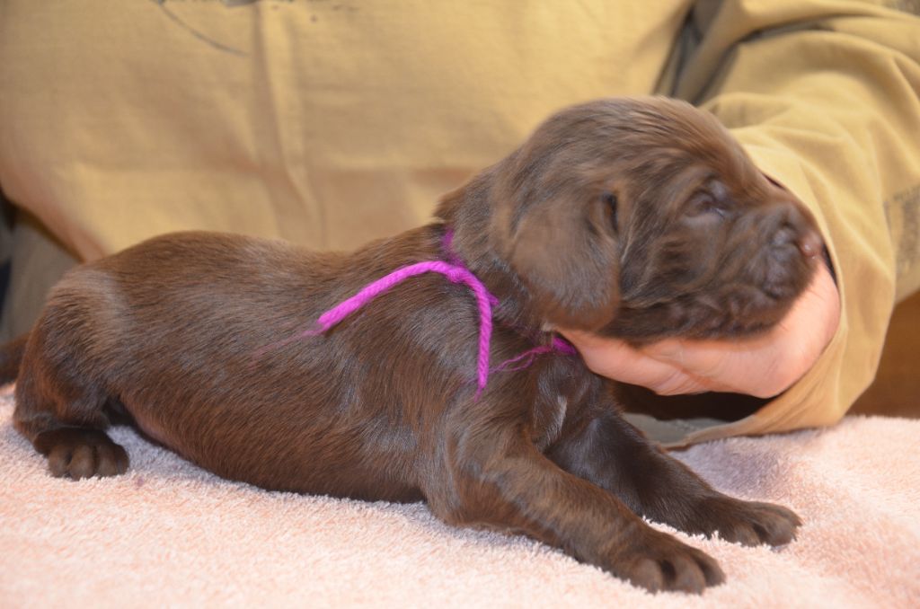 du Rieu-Grand - Chiots disponibles - Field Spaniel